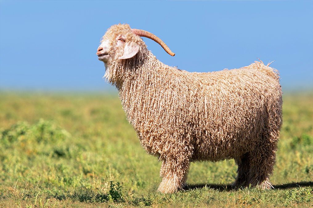 「アンゴラ山羊」の画像検索結果